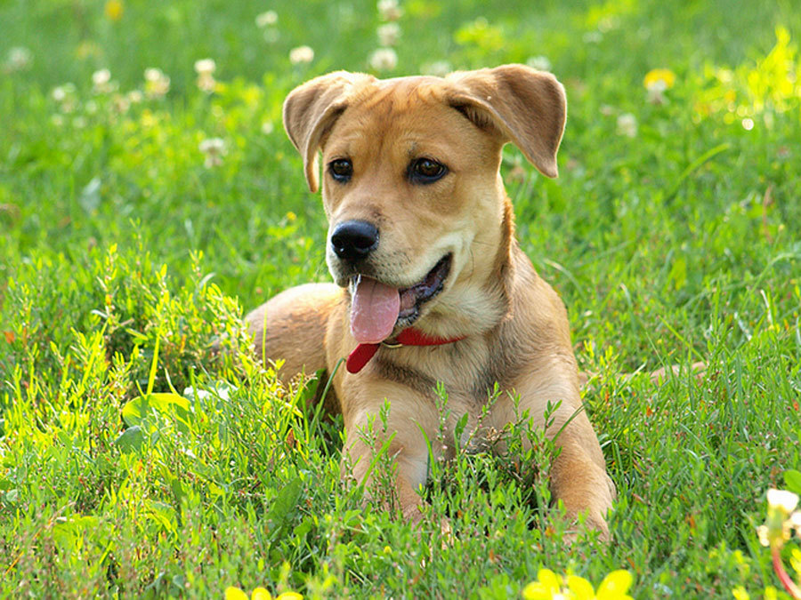 Your Pets Holiday Survival Guide Your Pets Holiday Survival Guide