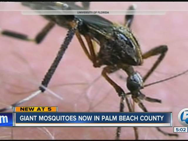 Giant mosquitoes in Palm Beach County - wptv.com