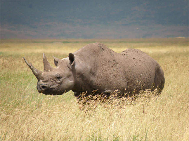 Groups ask for denial of hunter's black rhino import request