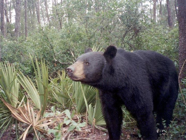 Teen bit in head by bear wakes up to 'crunching sound'