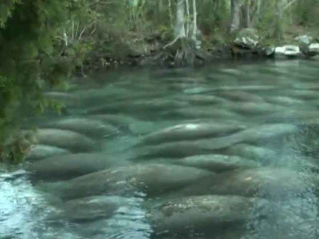 More than 500 manatees gather in Crystal River, Florida - wptv.com