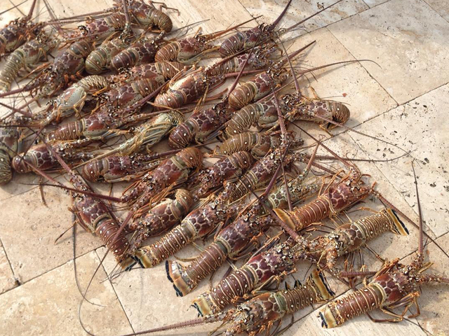 Lobster mini season Wednesday and Thursday