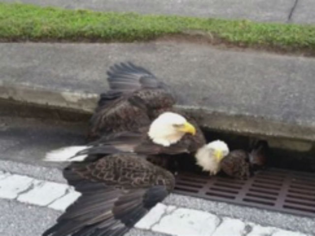 eagle metaphor Watch an eagle when a storm comes while other birds fly away from the storm, an eagle spreads its mighty wings and uses the current to soar to greater heights the eagle takes advantage of the very storm that lesser birds fear the challenges in the life of a leader are many these are the storms we must face as leaders to rise to greater heights. eagle metaphor Watch an eagle when a storm comes while other birds fly away from the storm, an eagle spreads its mighty wings and uses the current to soar to greater heights the eagle takes advantage of the very storm that lesser birds fear the challenges in the life of a leader are many these are the storms we must face as leaders to rise to greater heights.