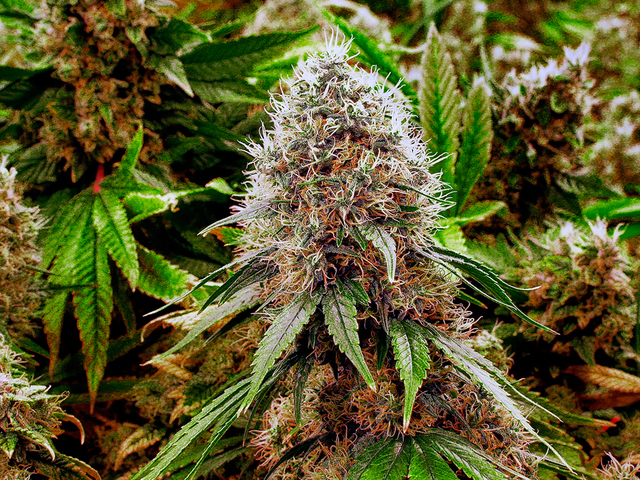 Florida bill implementing medical marijuana passes House