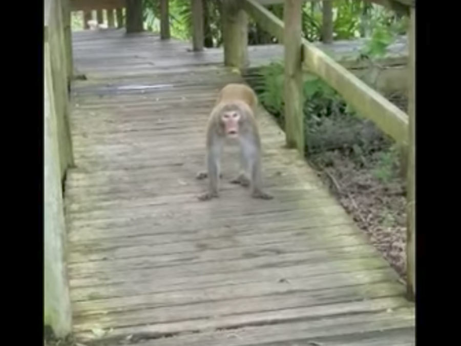 Family chased by wild monkeys at Florida's Silver Springs State Park