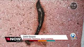 Toxic New Guinea flatworm surfaces in South Florida - wptv.com