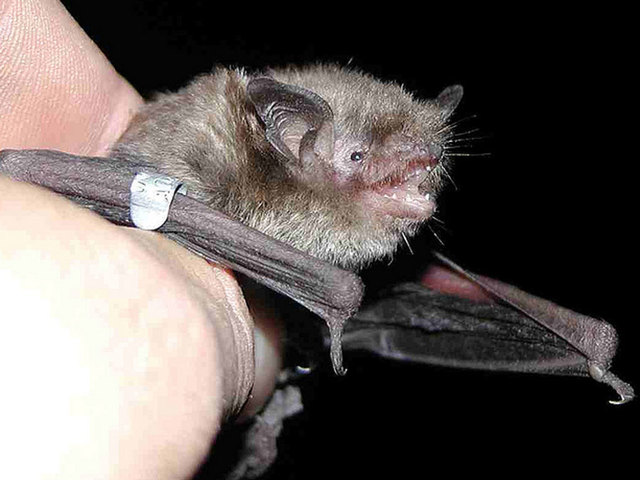 File photo of bat