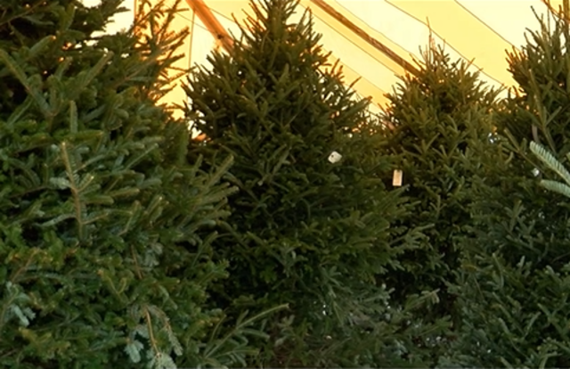 christmas tree shortage affecting south florida wptv com christmas tree shortage affecting south florida wptv com
