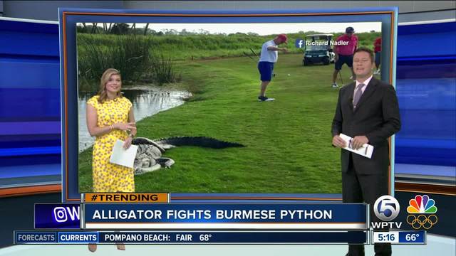 Gator, python battle on Florida golf course Gator, python battle on Florida golf course