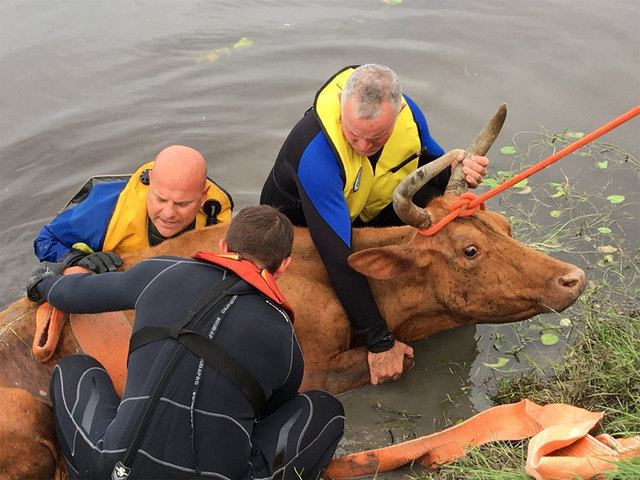 WPTV-cow-rescue-052818-02_1527563987706_88247786_ver1.0_640_480.jpg