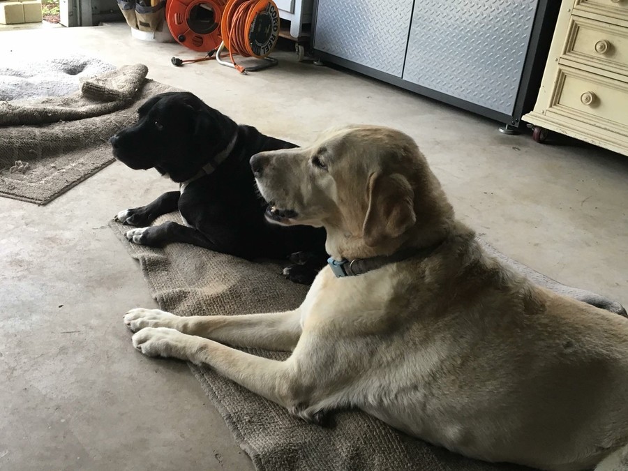 Rattlesnake kills two dogs