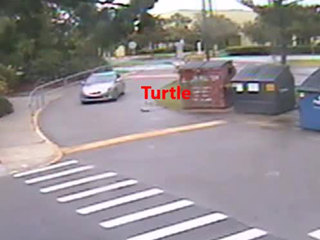 Driver intentionally runs over gopher tortoise