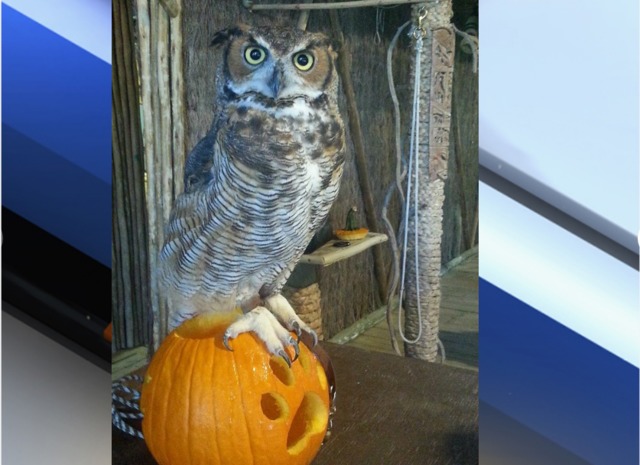 the best halloween events in south florida wptvcom