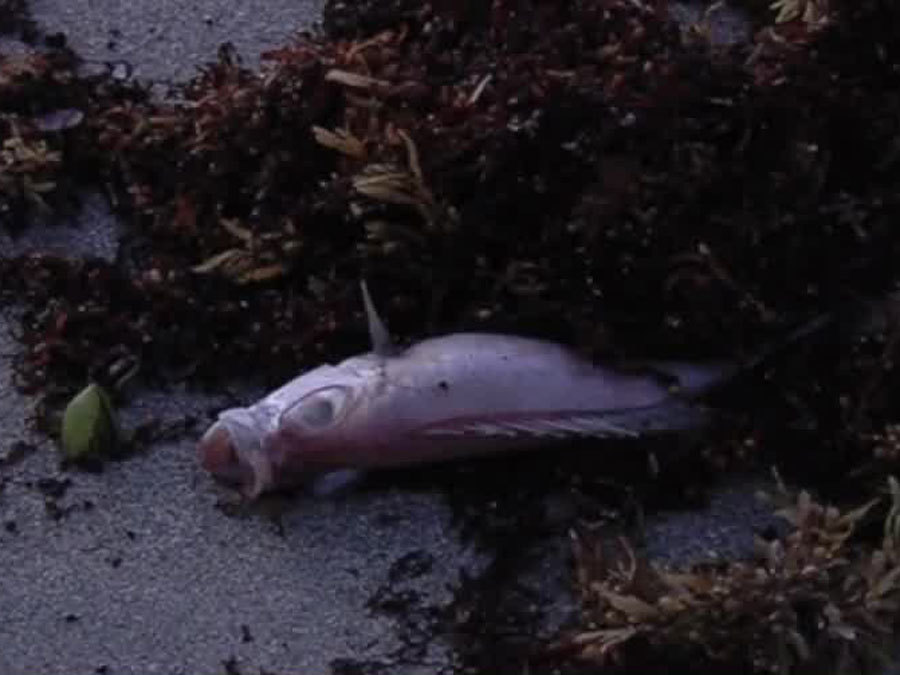 Boca Raton Getting Water Tested For Red Tide Wptv