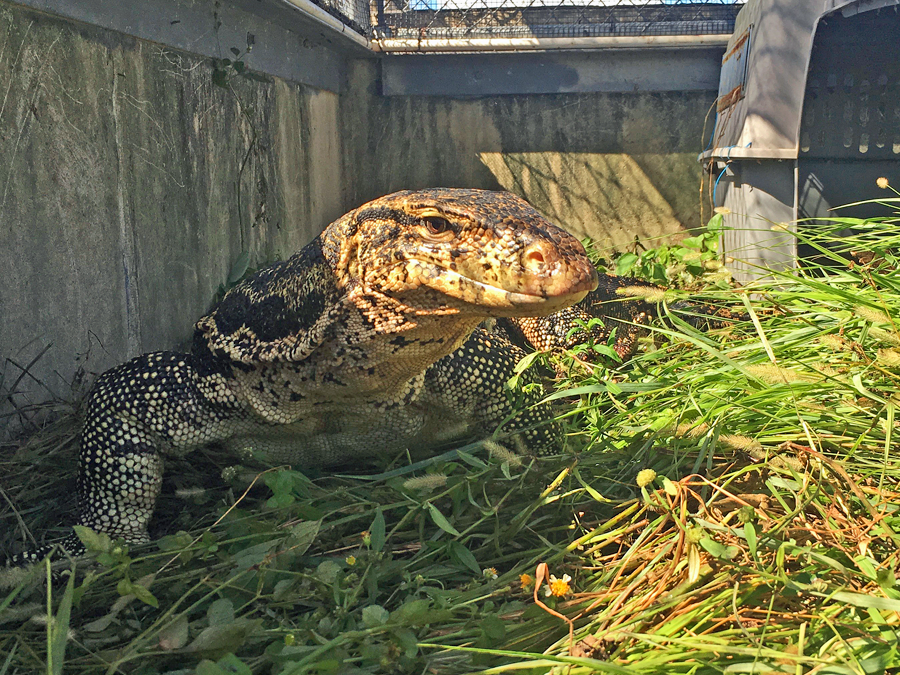 Officers catch huge Asian water monitor lizard that terrified South